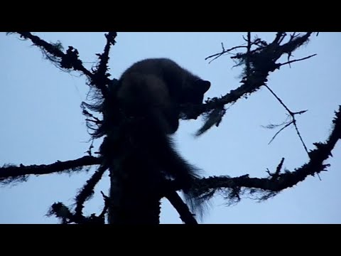 Видео: 80 дней в тайге. Пушной промысел. Видеодневник. Часть 5