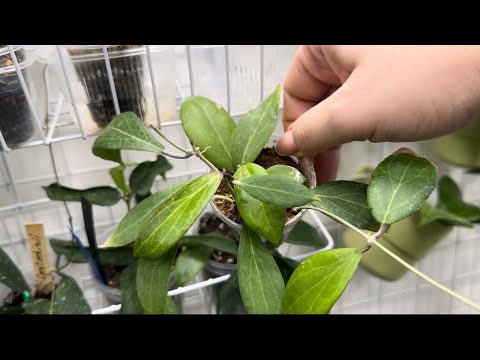 Видео: Хойи. Новинки. Ответы на вопросы. Мини-обзор коллекции.🪴💚