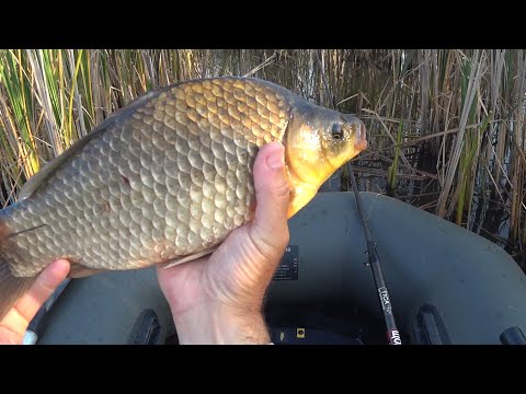 Видео: ОГО! Оце так карасі !