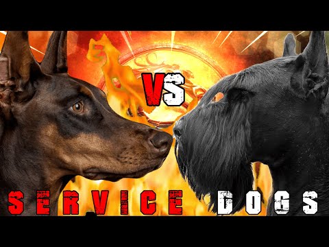 Видео: Доберман против ризеншнауцера | Ризеншнауцер против добермана | Сильная сторожевая собака? | Билл...