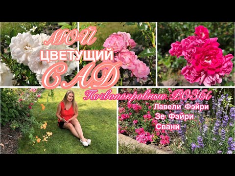 Видео: САД ЦВЕТЁТ 🌸 Розы, которые не показываю с маленьким кустом 🌸 роза Баяццо оживает 🌸 Хайди Клум