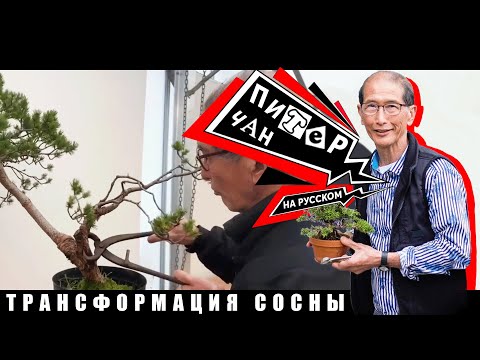 Видео: Превращение Сосны в Бонсай