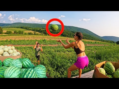 Видео: Большой урожай дынь и арбузов