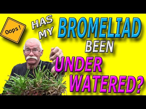 Видео: Эту бромелиевую траву недостаточно поливают?