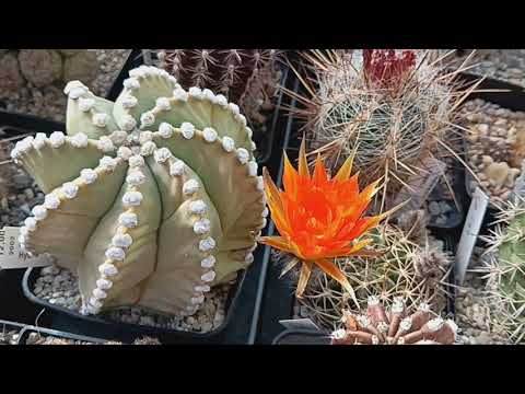 Видео: Обзор кактусов в теплице.Столбовидные кактусы.Море цветов.