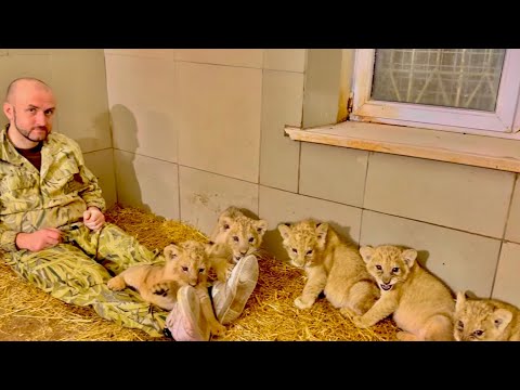 Видео: Великолепная пятерка львят еще не сдается, шипит, но уже и не так боится меня)