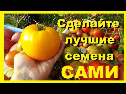 Видео: Собираем семена с томатов. Оранжевый слон Минусинский. Домашнее сердце Гонсиоровских.