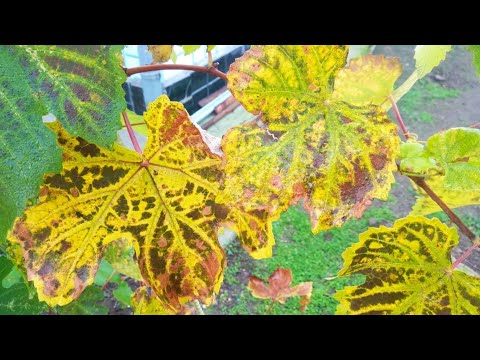 Видео: Укрытие винограда на зиму, 2 способа.