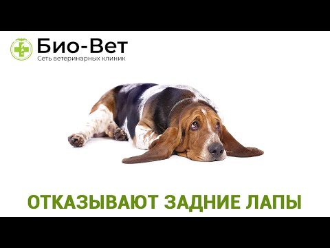 Видео: У Собаки Отказывают Задние Лапы - Что Делать? // Сеть Ветклиник Био-Вет