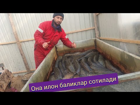 Видео: Она илон баликлар сотилади. Она илон бошлар сотилади.