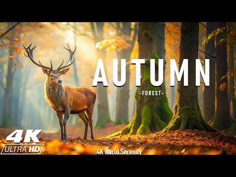 Видео: Осенний лес 4K Ultra HD • Потрясающие кадры леса, живописный фильм для релаксации под