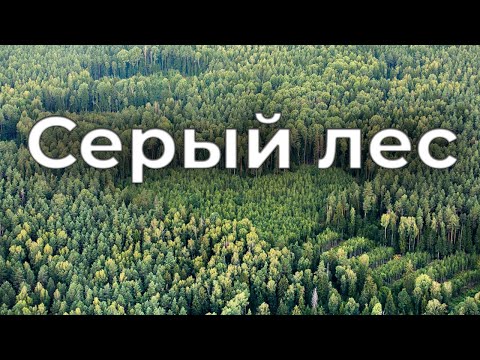 Видео: Серый лес. Фильм АТН