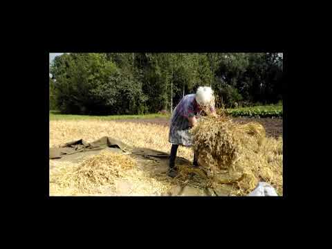 Видео: Мастер класс по вязке снопа