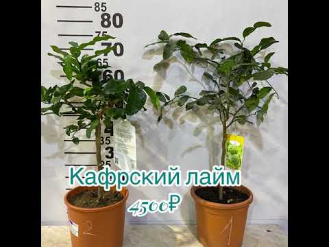 Видео: Обзор: ароматные лаймы