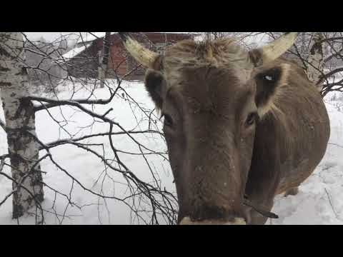 Видео: Наши кормилицы