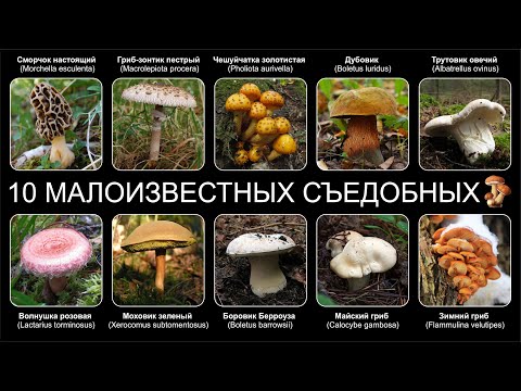 Видео: Топ 10 МАЛОИЗВЕСТНЫХ СЪЕДОБНЫХ ГРИБОВ