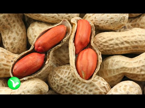 Видео: Что делает арахис с организмом человека? Это нужно знать! АРАХИС – польза и вред.