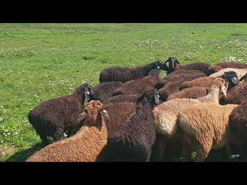 Видео: Отъем молодых баранов 🐏