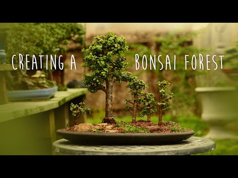 Видео: Создание бонсай из леса Портулакария африканская — Little Jade Bonsai