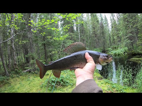 Видео: В тайгу за крупным хариусом.Густо и пусто.Часть первая.