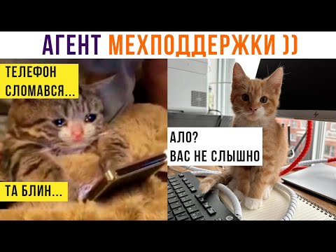 Видео: Агент МЕХподдержки ))) Приколы с котами | Мемозг 1253