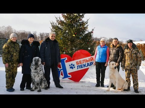 Видео: Какой он туркменский алабай? часть  2