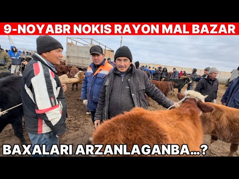 Видео: 9-НОЯБРЬ НОКИС РАЙОН МАЛ БАЗАР КОЙ БАЗАР СКОТНЫЙ РЫНОК BIGG EXPENSIVE BULLS БУГА САУЫН СИЙЫР КОРЕМИЗ