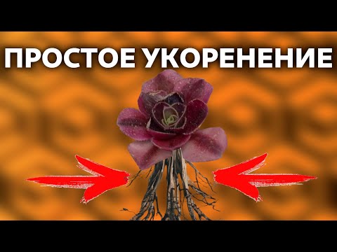 Видео: КАК УКОРЕНИТЬ суккулент ЛУЧШИЙ СПОСОБ