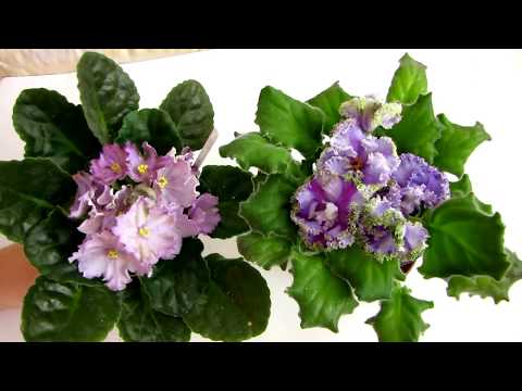 Видео: Как ЗАСТАВИТЬ зацвести фиалку шапкой. Важные моменты