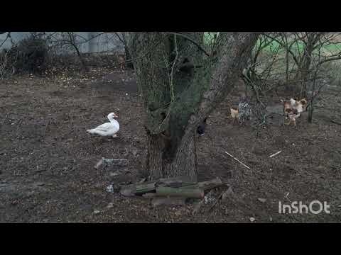 Видео: 11 листопада 2025 р.