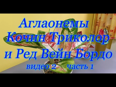Видео: Уникальный эксперимент.Аглаонема Кочин триколор и Рэд Вейн Бордо  Видео 2 часть 1