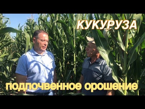 Видео: Кукуруза на подпочвенном орошении