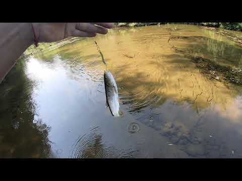 Видео: Риболов на Кефал на р.  Росица