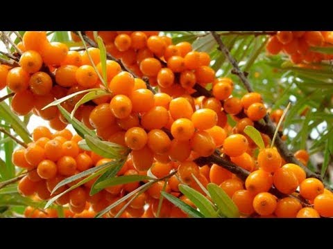 Видео: Выращивание Облепихи как бизнес идея