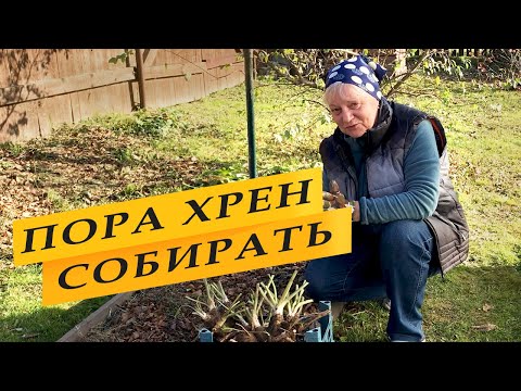 Видео: Собираю урожай хрена. Рецепт приготовления хрена.