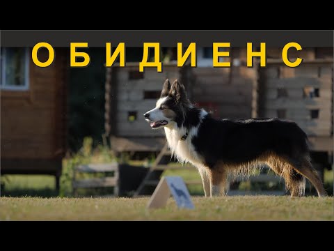 Видео: СПОРТ С СОБАКАМИ / Обидиенс