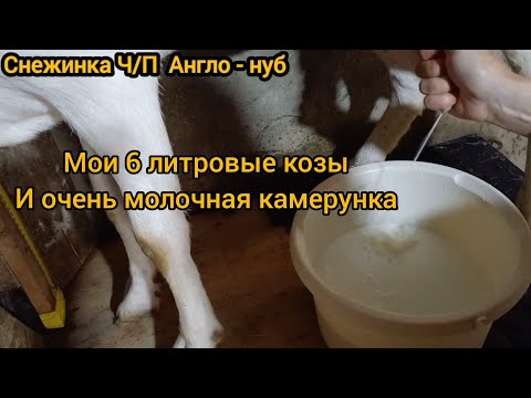 Видео: Дойка Снежинки, Маняши и Зайры. Мои молочные красоткие козочки.