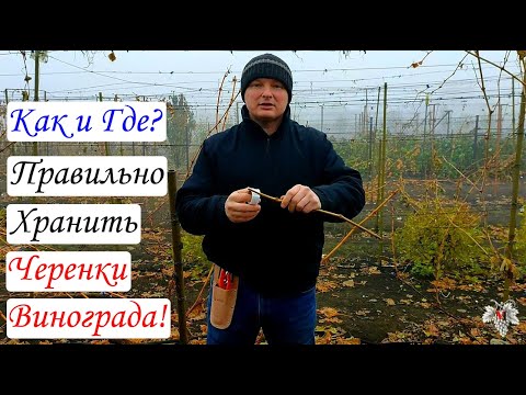 Видео: Купили черенки Винограда! Что с ними делать? Как и где их хранить