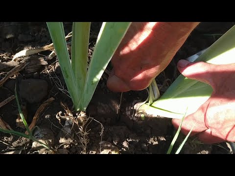 Видео: Как отделить ИРИС без выкапывания куста