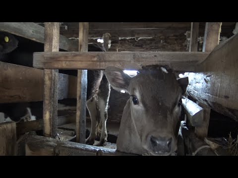 Видео: В гостях у семьи Главинских село Чамча Ленского района. Якутия.