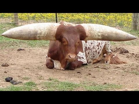Видео: 15 самых разных и уникальных пород крупного рогатого скота в мире