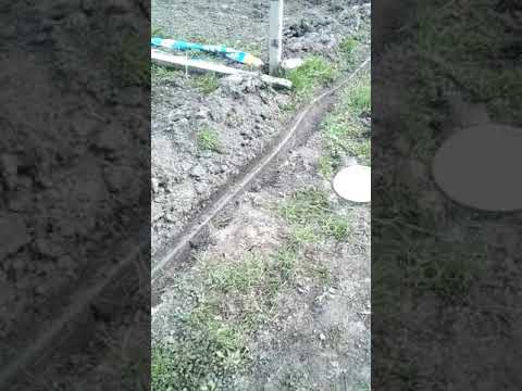 Видео: Коли і як сіяти фацелію в 2021 році