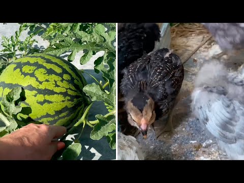 Видео: Как определить что арбуз поспел. Летние цыплята Араукана.