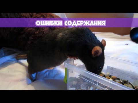 Видео: ОШИБКИ СОДЕРЖАНИЯ ДЕКОРАТИВНЫХ КРЫС || Как исправить