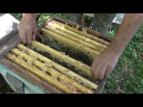 Видео: ОСОБЕННОСТЬ ПОРОДЫ ПЧЁЛ КАРНИКА.