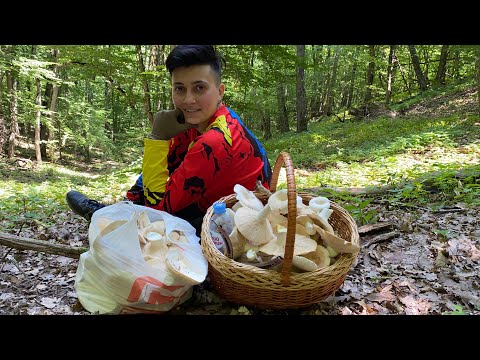 Видео: Июльские грузди НЕ ДАЮТ ПРОХОДА! Посмотрите на это изобилие