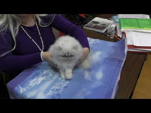 Видео: Аннулирование родословных у кошек.