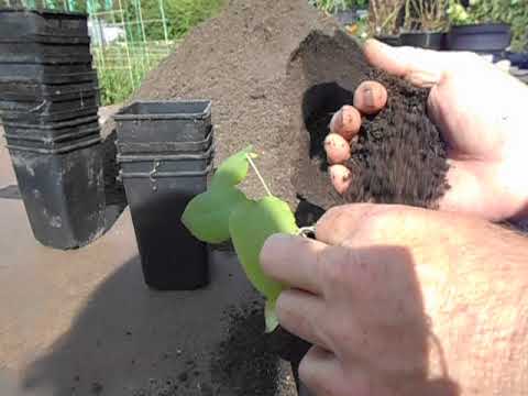 Видео: Черенки клематиса дали корни, а гортензия начала вегетацию.