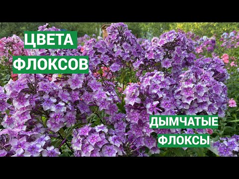 Видео: Дымчатые флоксы. Видео из серии Цвета флоксов