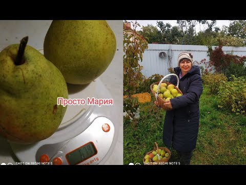 Видео: Один из самых вкусный сортов груш Просто Мария.Сбор урожая.